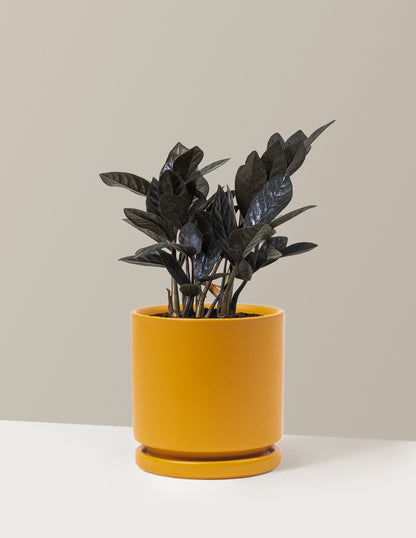 Black ZZ Plant