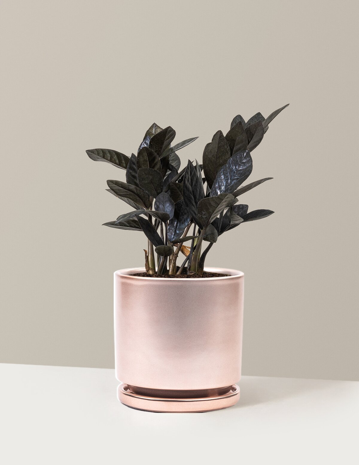 Black ZZ Plant