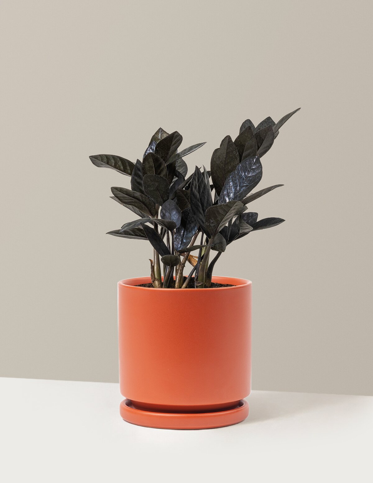 Black ZZ Plant