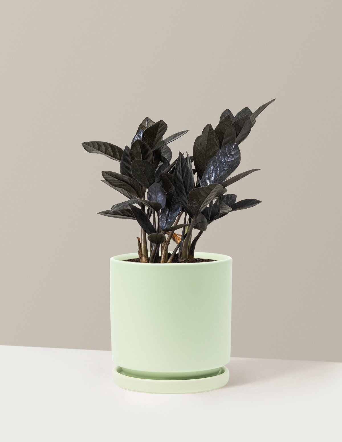 Black ZZ Plant