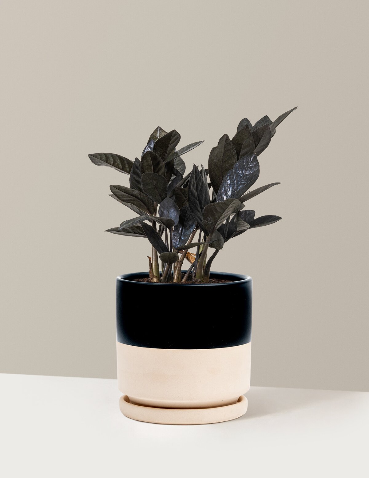 Black ZZ Plant