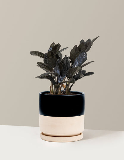Black ZZ Plant