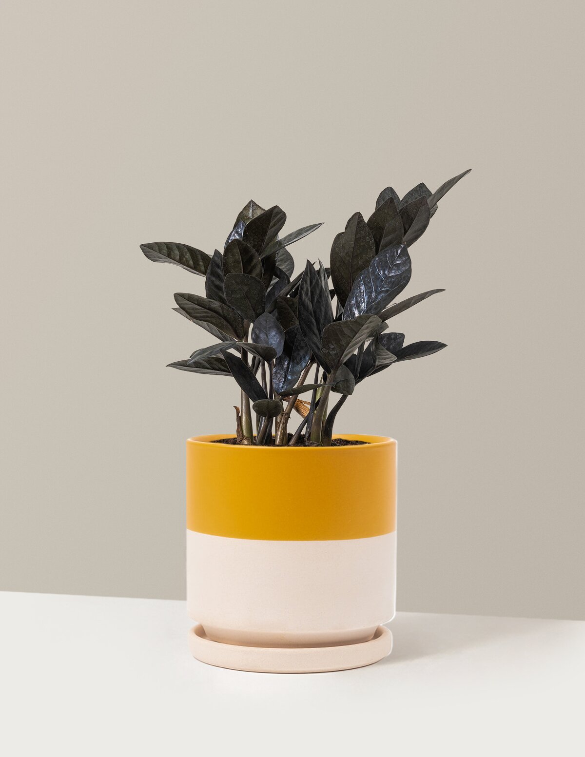 Black ZZ Plant