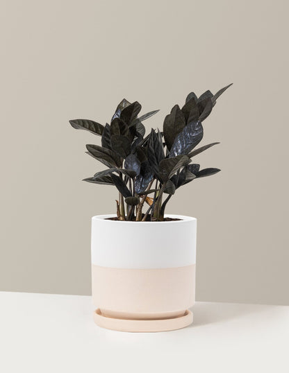 Black ZZ Plant