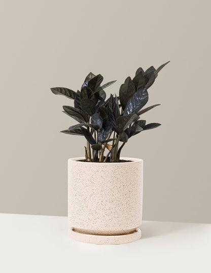 Black ZZ Plant