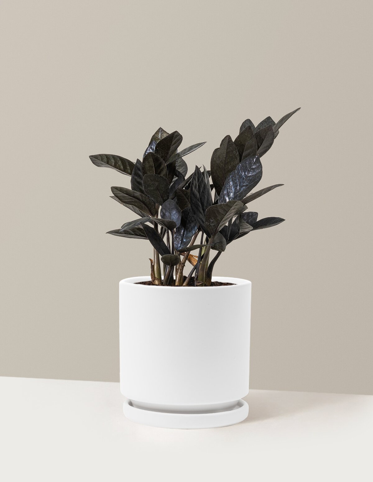 Black ZZ Plant
