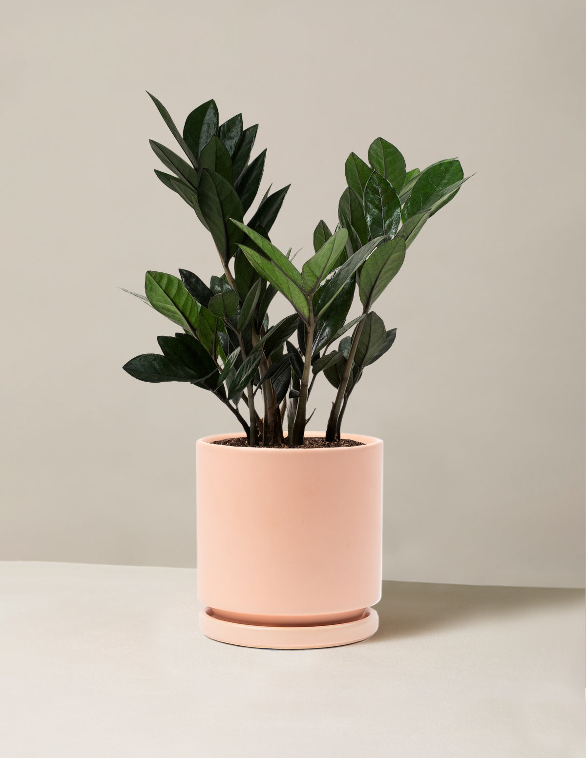 Black ZZ Plant