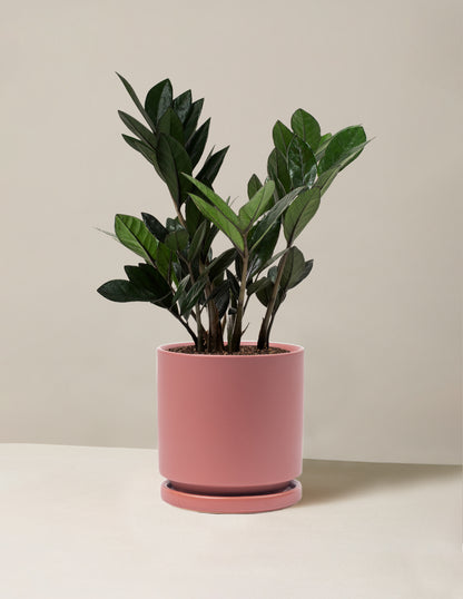Black ZZ Plant