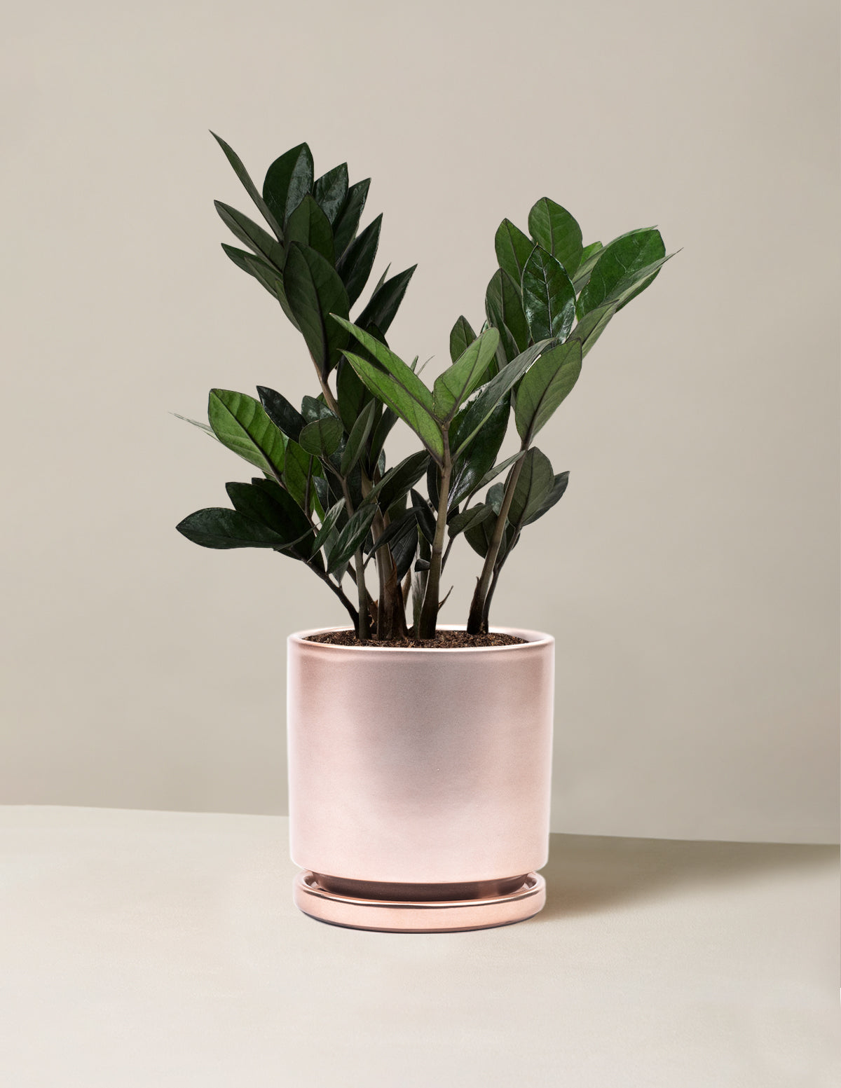 Black ZZ Plant
