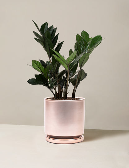 Black ZZ Plant