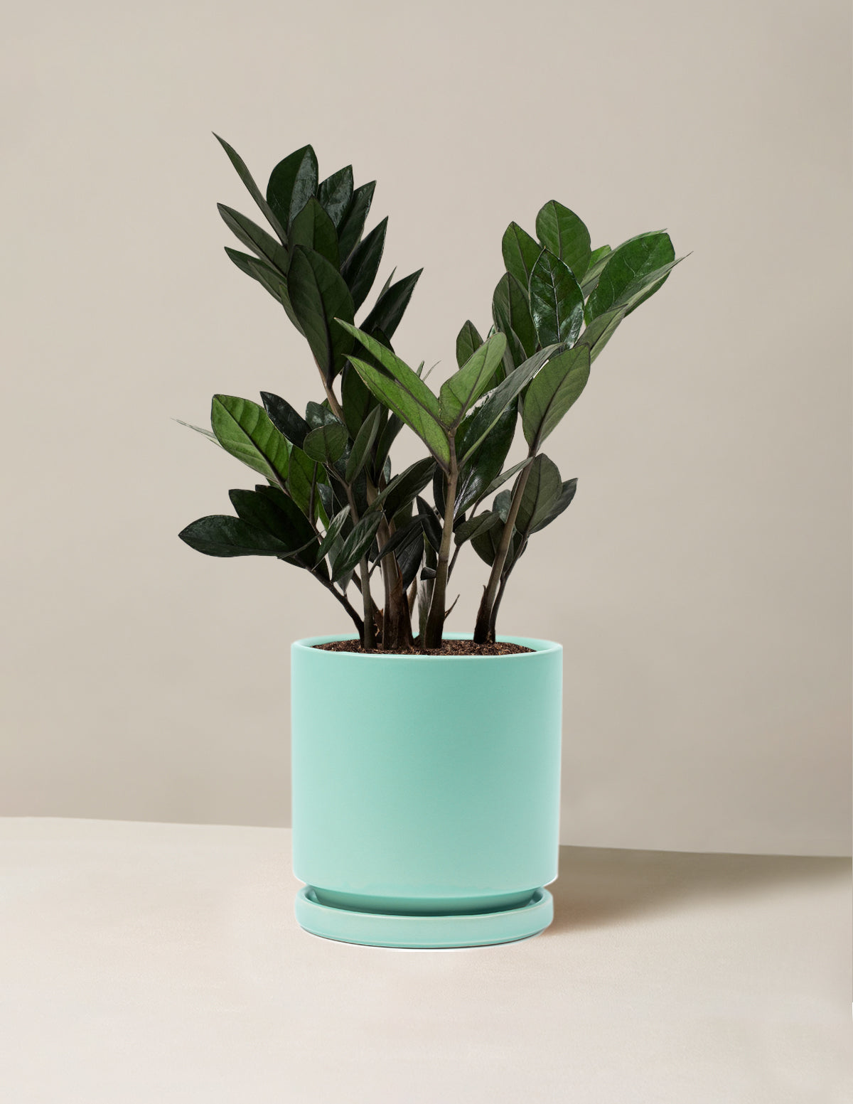 Black ZZ Plant