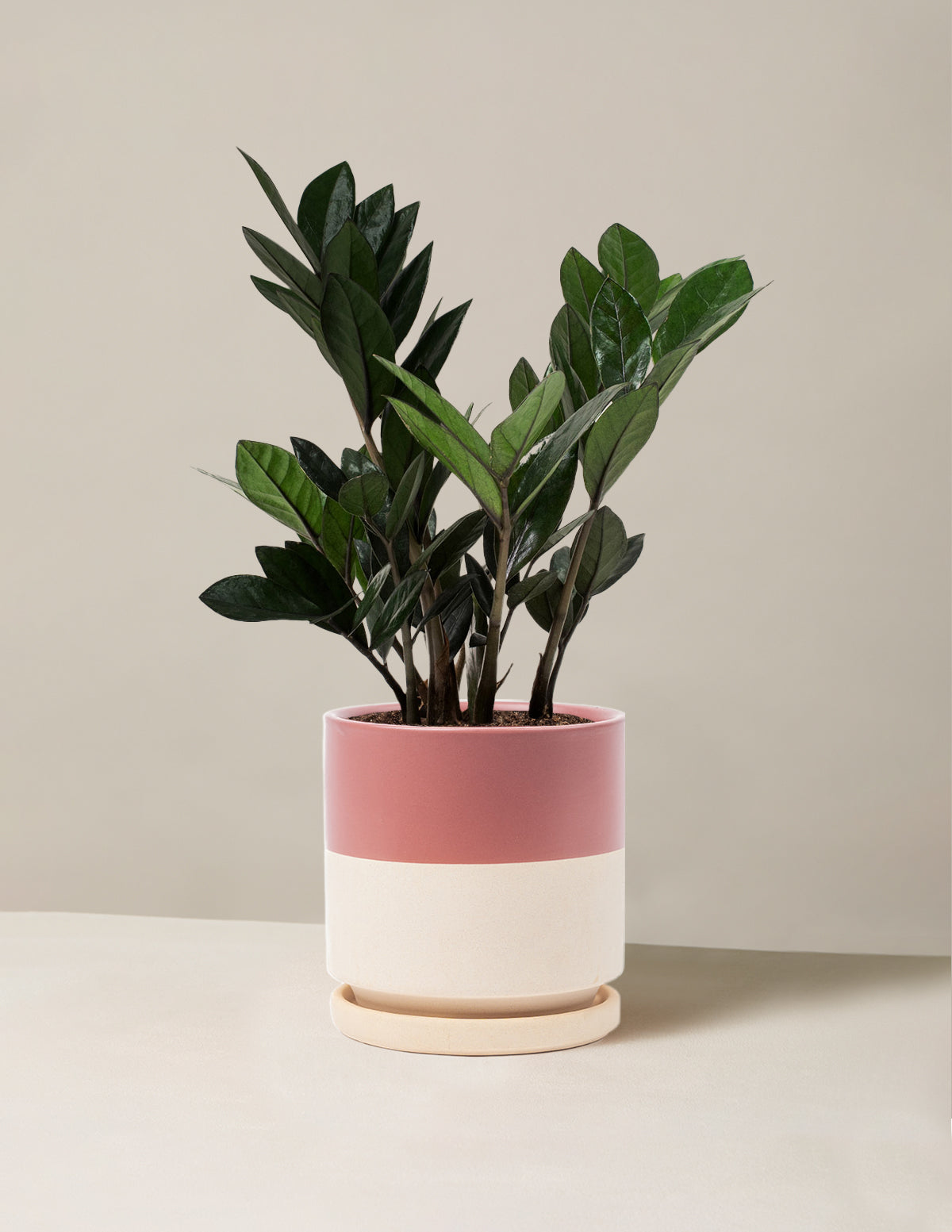 Black ZZ Plant