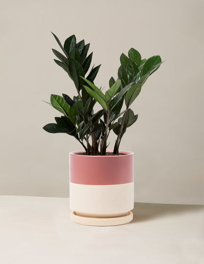 Black ZZ Plant