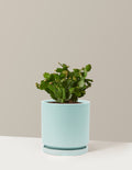 Blooming Cactus