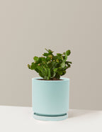 Blooming Cactus