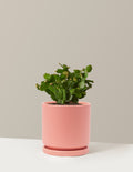 Blooming Cactus