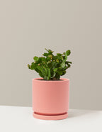 Blooming Cactus