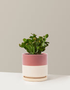Blooming Cactus