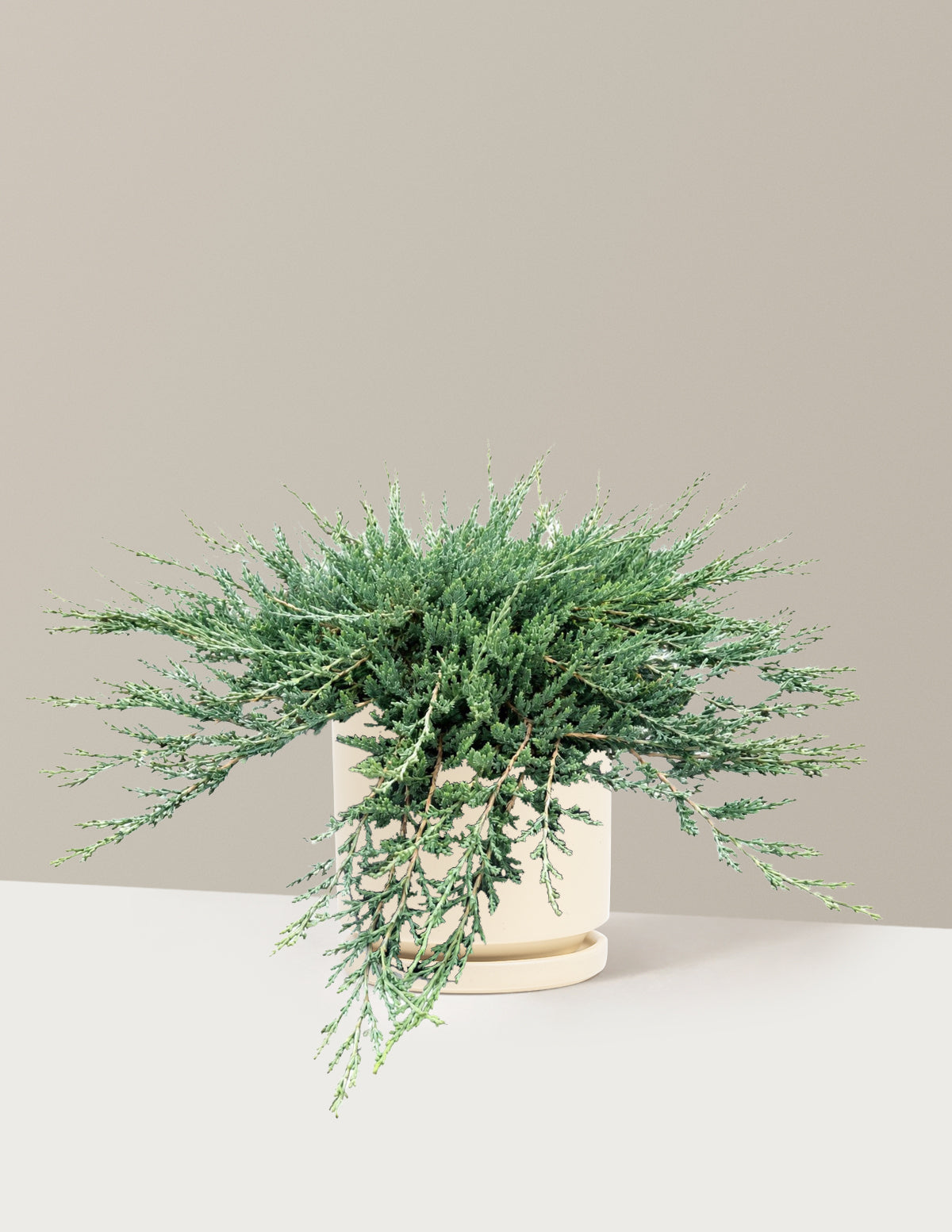 Blue Chip Juniper