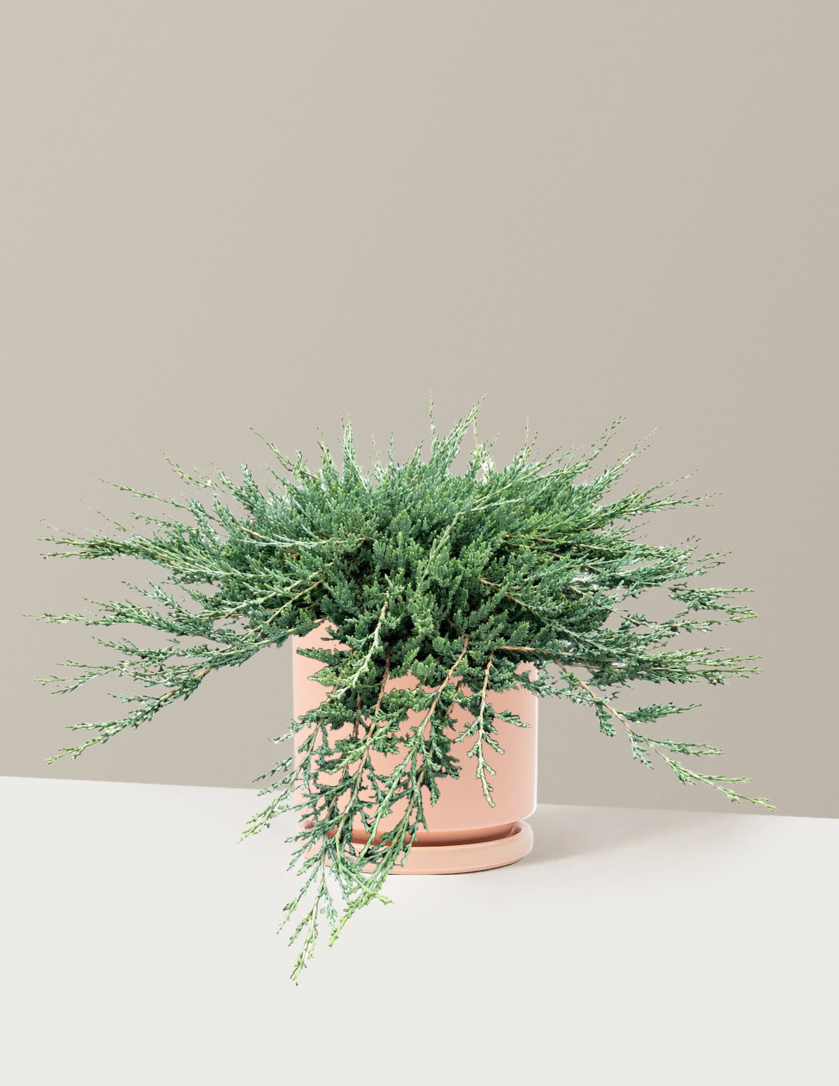 files/the-sill_Medium-Blue-Chip-Juniper_Isabella-Blush_Variant.jpg