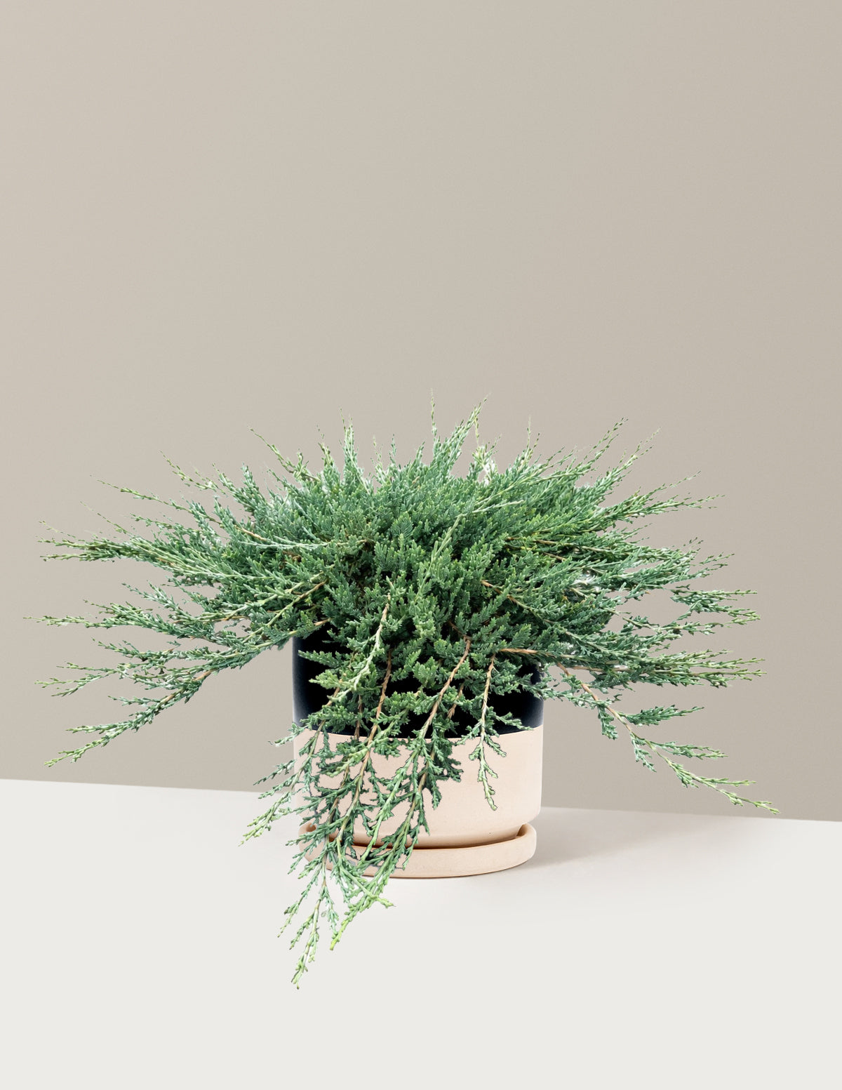 Blue Chip Juniper