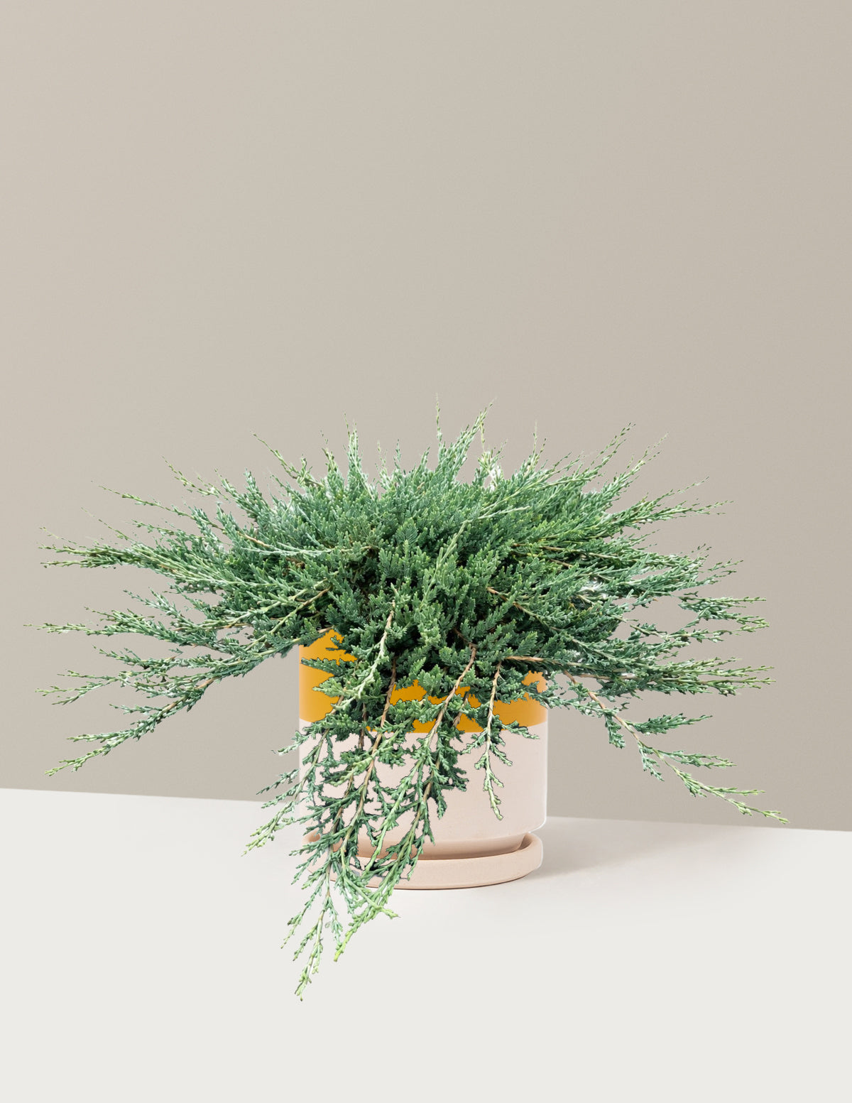 Blue Chip Juniper