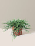 Blue Chip Juniper