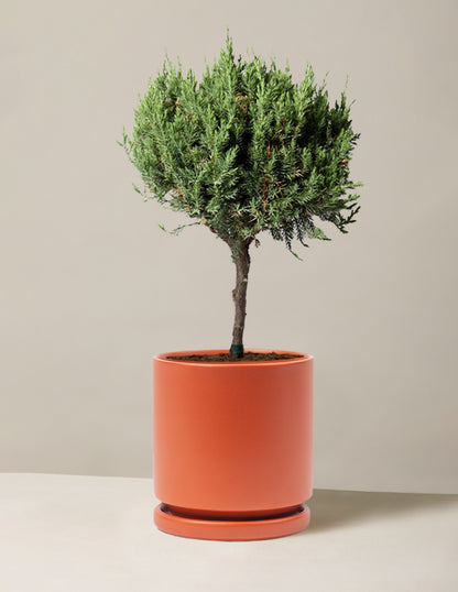 Blue Point Juniper Topiary