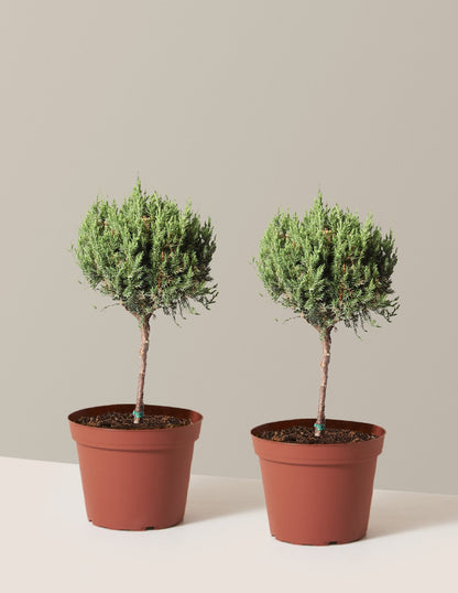 Blue Point Juniper Topiary Tree