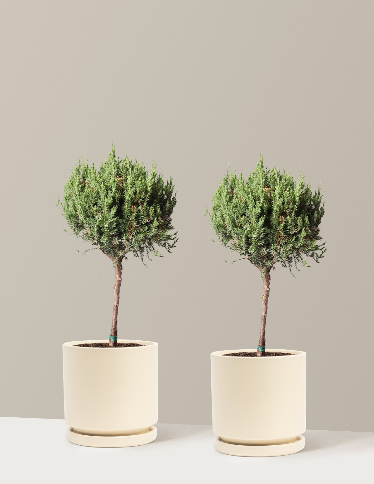 Blue Point Juniper Topiary Tree