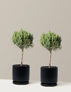 Blue Point Juniper Topiary Tree