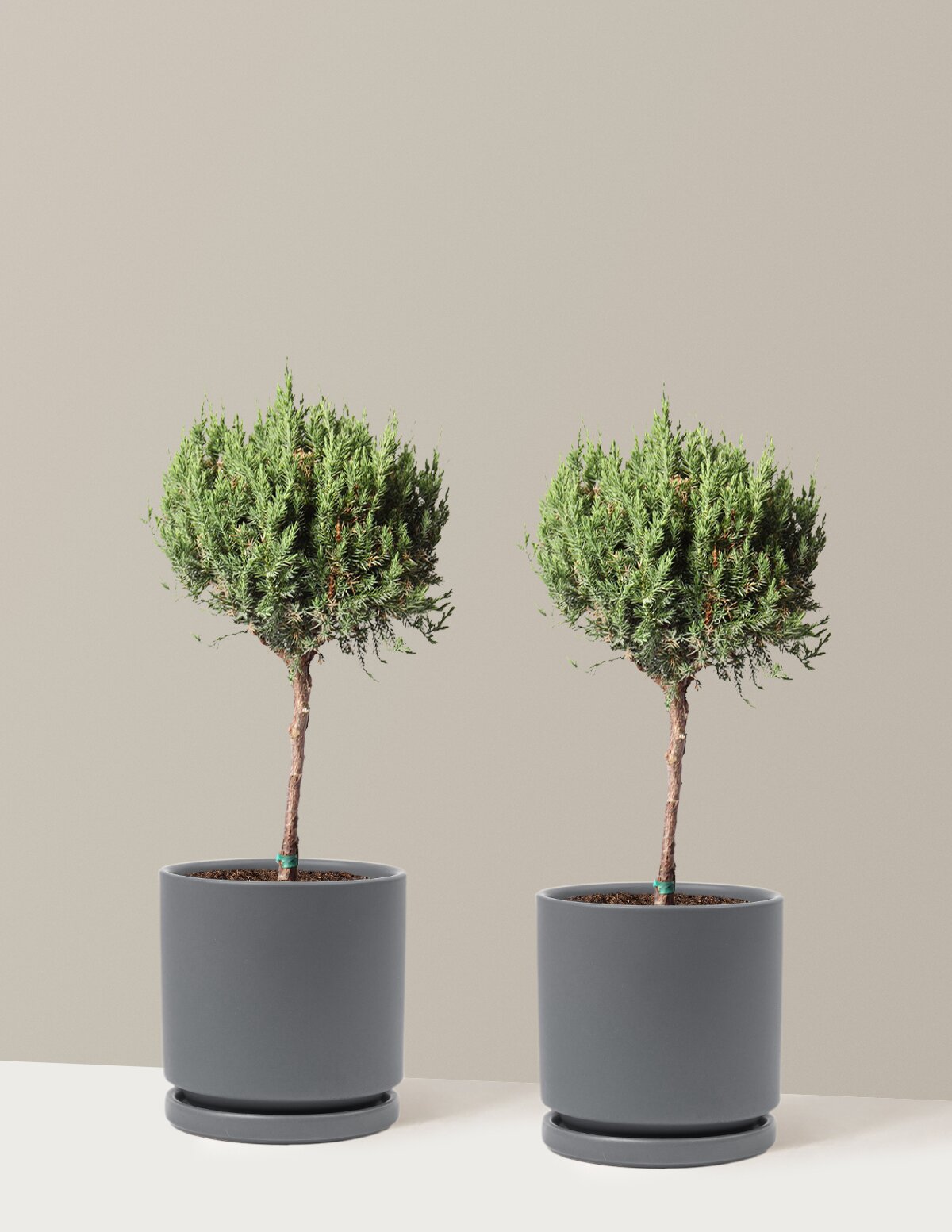 Blue Point Juniper Topiary Tree