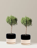 Blue Point Juniper Topiary Tree