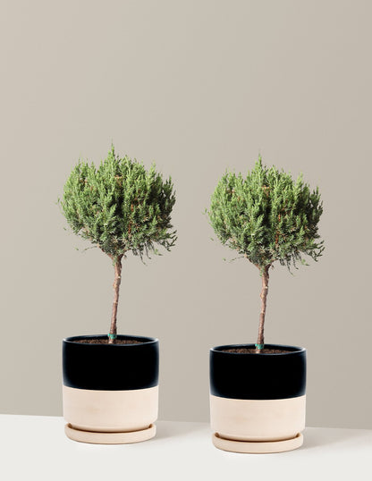 Blue Point Juniper Topiary Tree