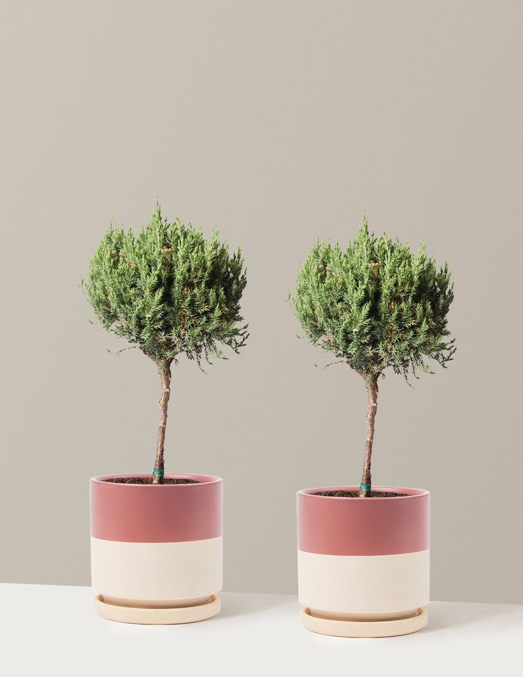Blue Point Juniper Topiary Tree