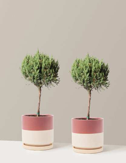 Blue Point Juniper Topiary Tree