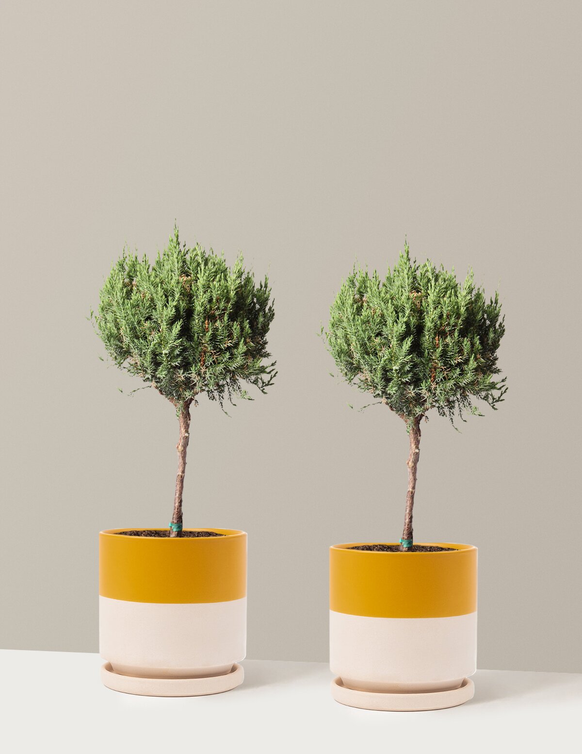 Blue Point Juniper Topiary Tree