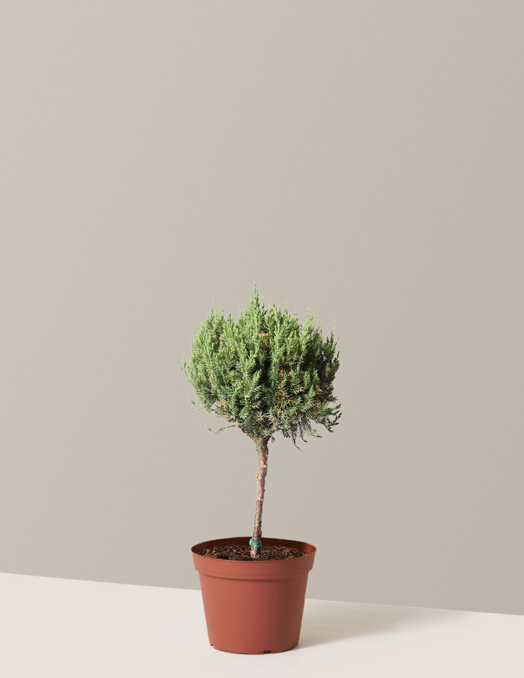 bundle | 1 Gallon | Grow Pot