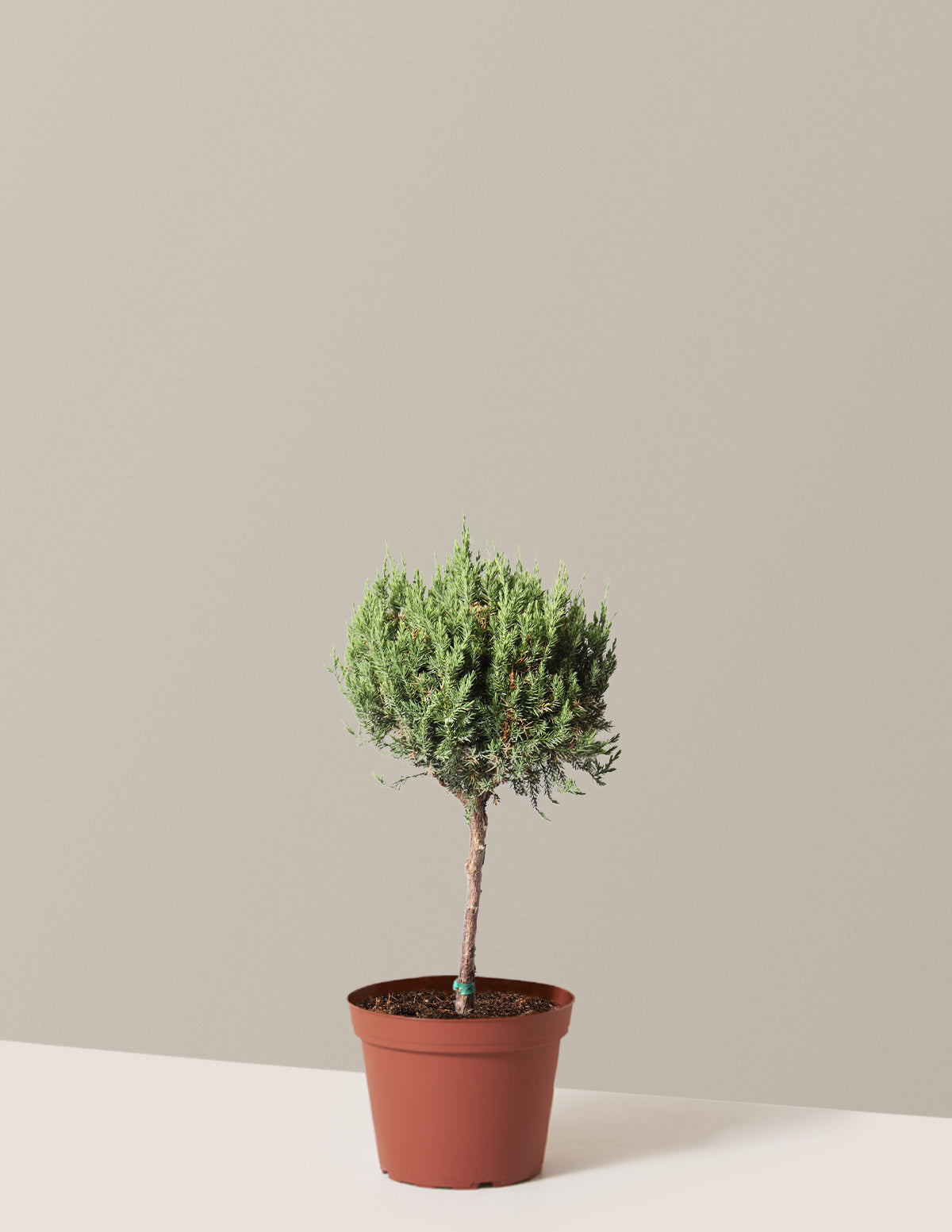 bundle | 1 Gallon | Grow Pot