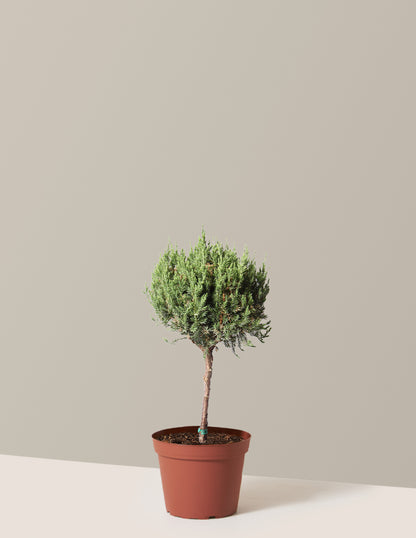 bundle | 1 Gallon | Grow Pot