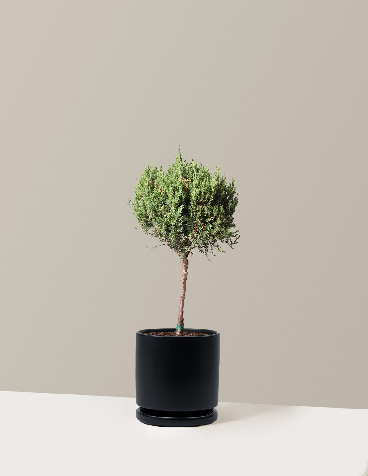 Blue Point Juniper Topiary Tree