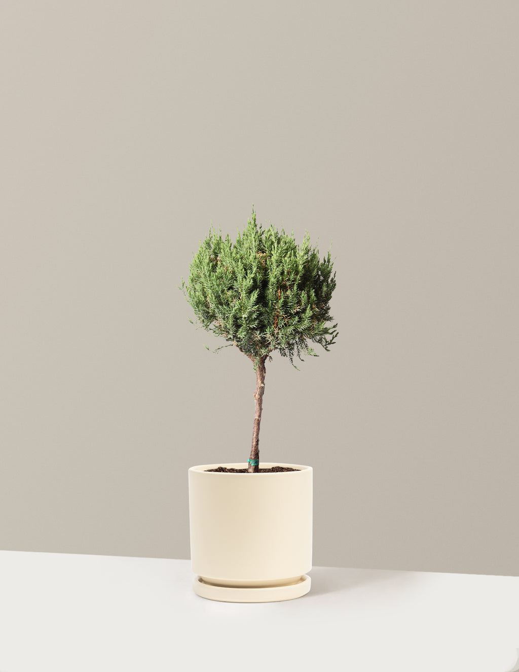 bundle | 1 Gallon | Isabella | Almond