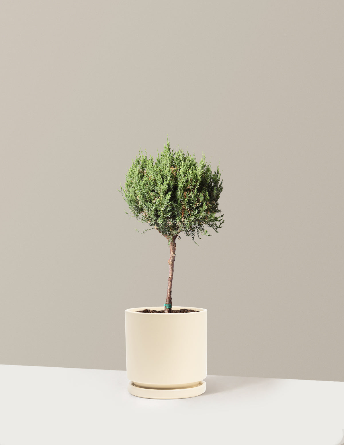 bundle | 1 Gallon | Isabella | Almond