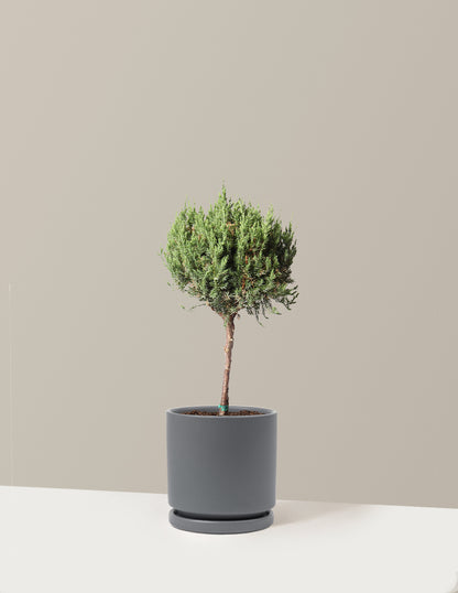 bundle | 1 Gallon | Isabella | Granite