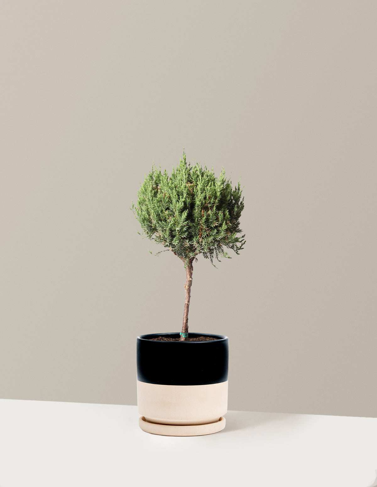 bundle | 1 Gallon | Isabella | Top Half Black