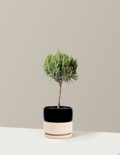 bundle | 1 Gallon | Isabella | Top Half Black