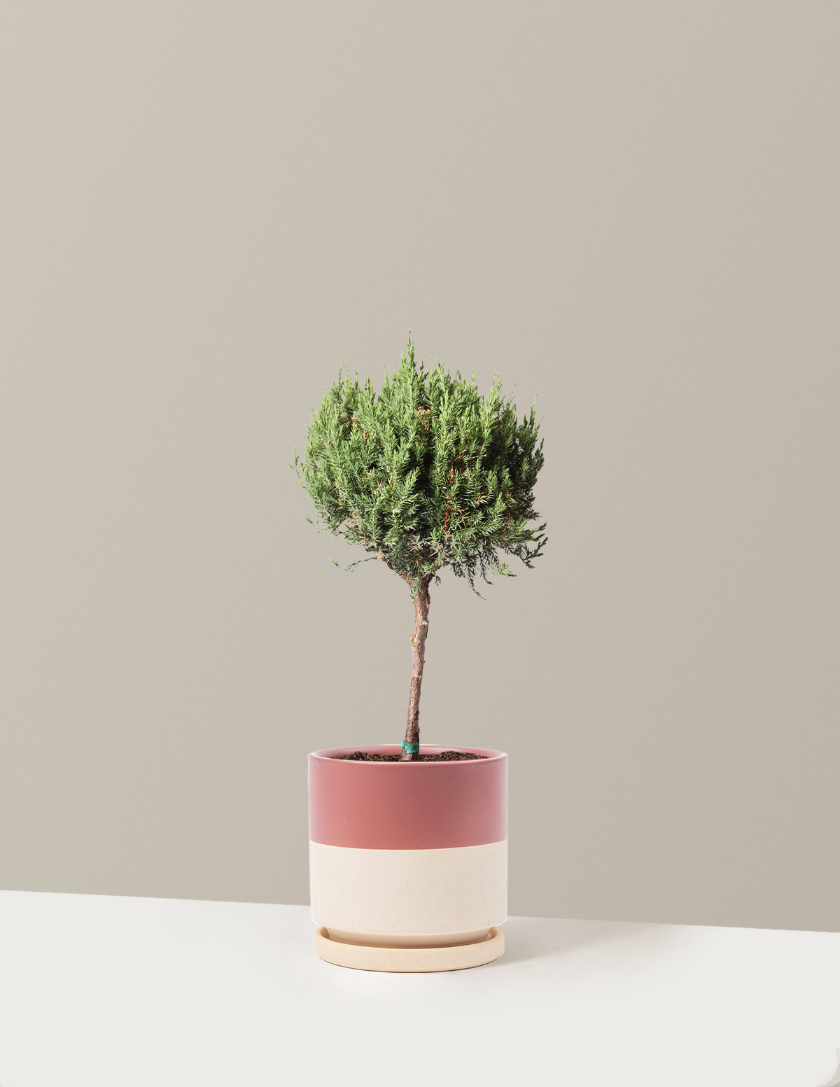 Blue Point Juniper Topiary Tree