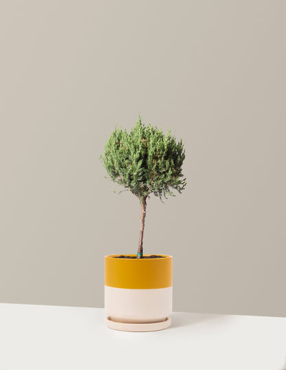 bundle | 1 Gallon | Isabella | Top Half Mustard