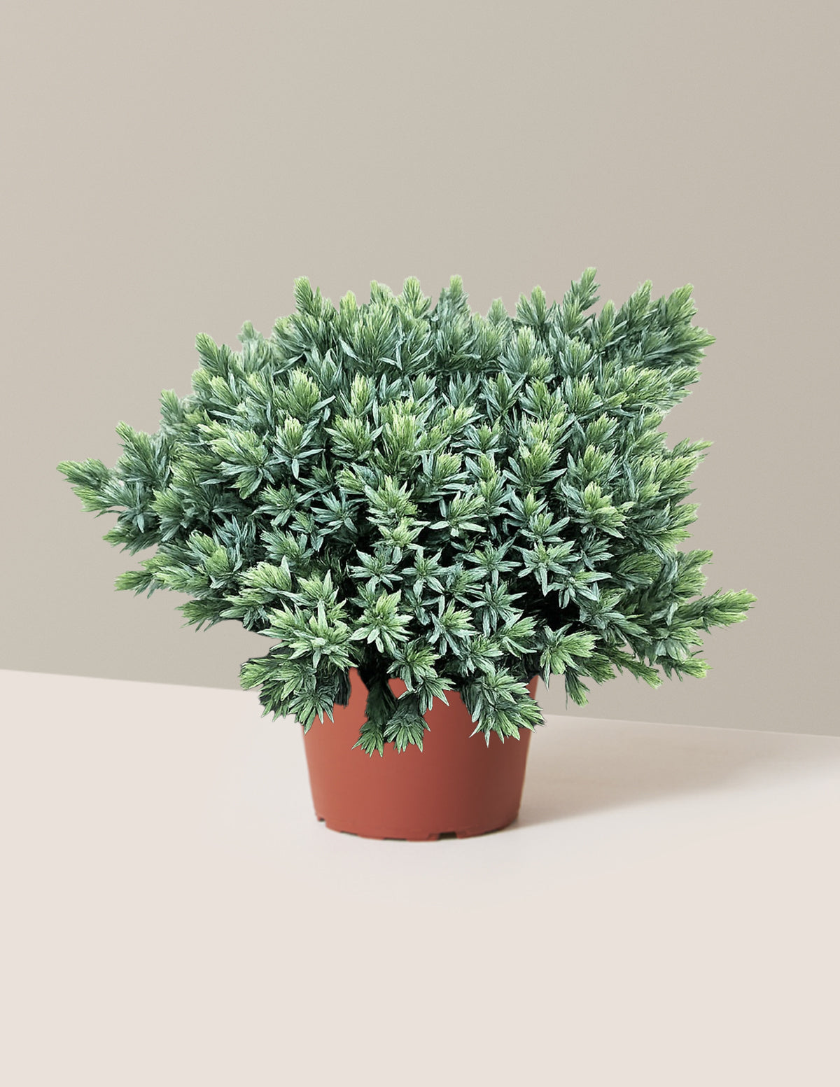 Blue Star Juniper