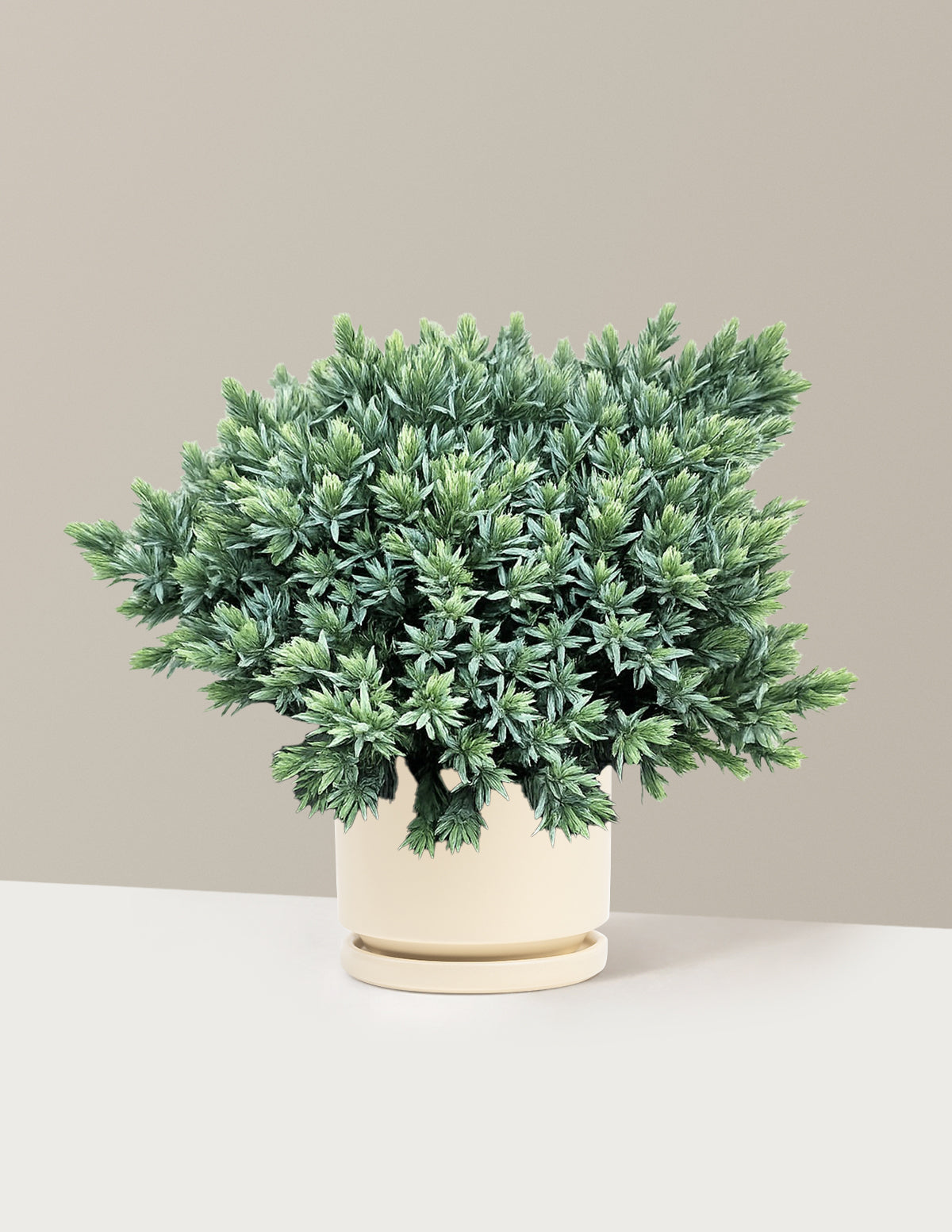 Blue Star Juniper